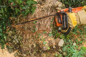 Baumfällarbeiten durch die Experten der Rollrasen Profis im Rhein-Main Gebiet