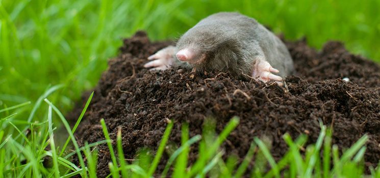 Professionelle Maulwurfsperre von den Rollrasen-Profis