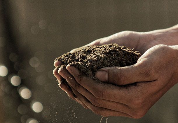 Tipps der Rollrasen-Profis zum richtigen düngen